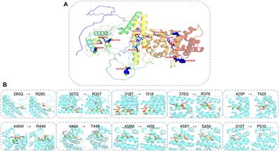 High carrier frequency of pathogenic PATL2 gene mutations predicted in population: a bioinformatics-based approach